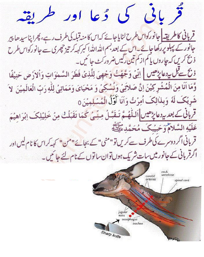 Qurbani Ki Dua Or Tarika - Dua for Slaughtering / Sacrificing an Animal |  Life of Muslim
