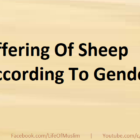 Offering Of Sheep According To Gender